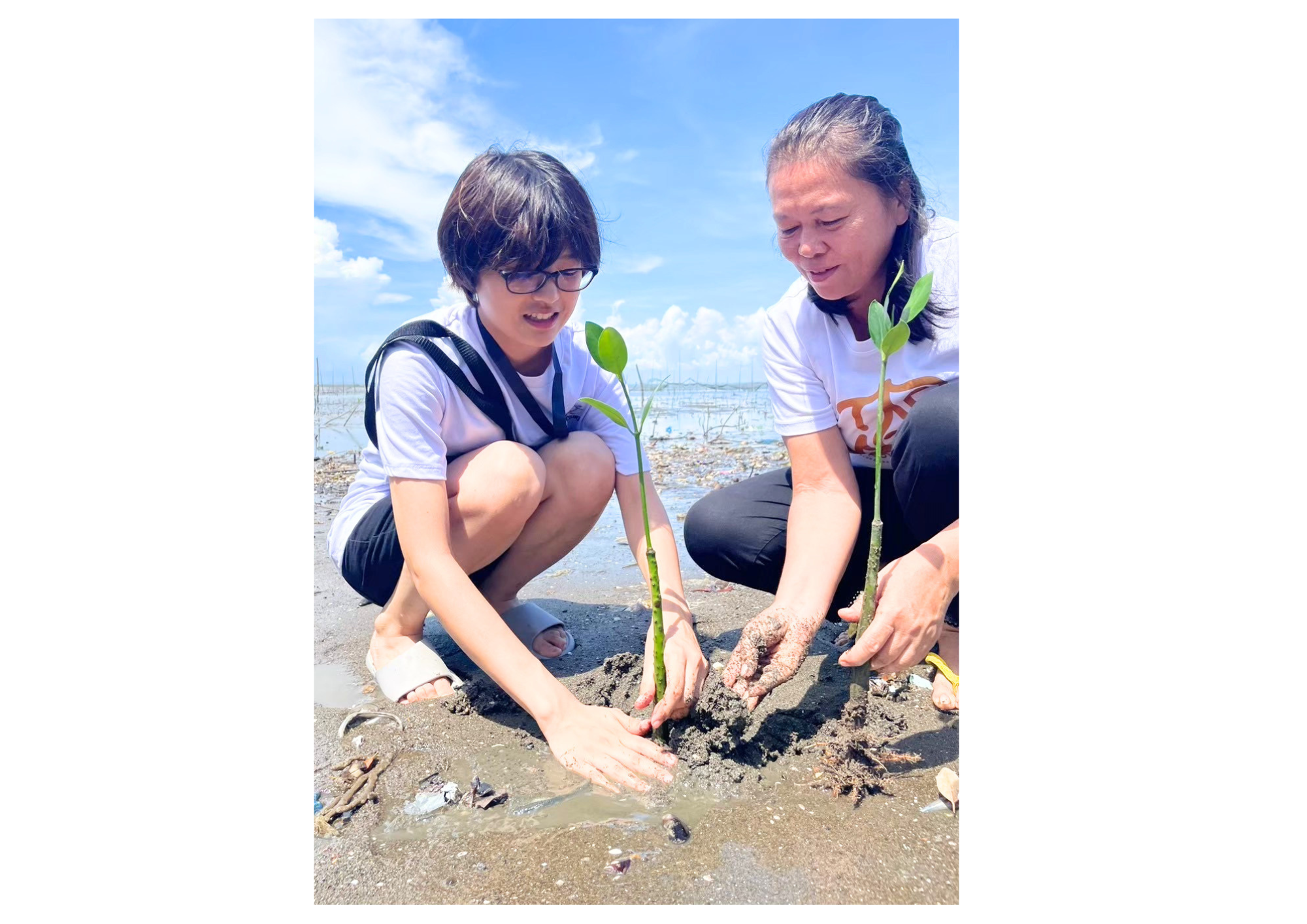 マングローブ植林